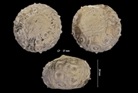 Temnocidaris subvesiculosa